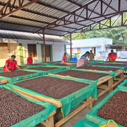 Funk Town - Ammikulavi Estate (2026 Harvest) Microlot