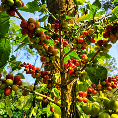 Funk Town - Ammikulavi Estate (2026 Harvest) Microlot