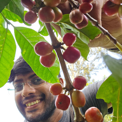 Funk Town - Ammikulavi Estate (2026 Harvest) Microlot